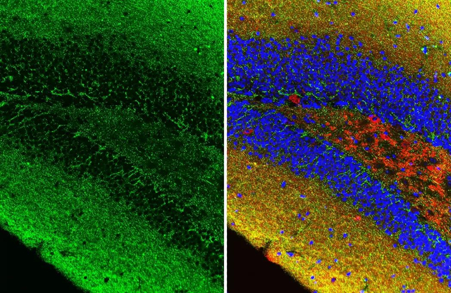 Gephyrin Antibody in Immunohistochemistry (Paraffin) (IHC (P))