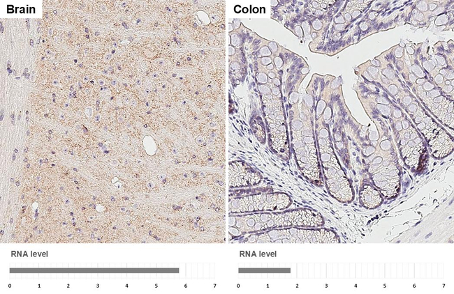 Gephyrin Antibody in Immunohistochemistry (Paraffin) (IHC (P))