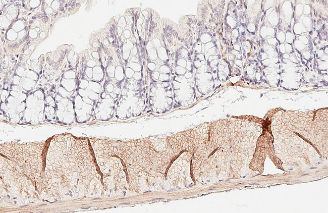 alpha-2a Adrenergic Receptor Antibody in Immunohistochemistry (Paraffin) (IHC (P))