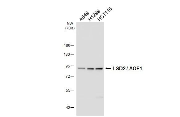 KDM1B Antibody in Western Blot (WB)