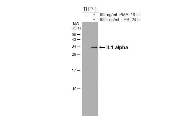 IL-1 alpha Antibody in Western Blot (WB)