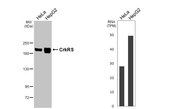 CDK12 Antibody in Western Blot (WB)