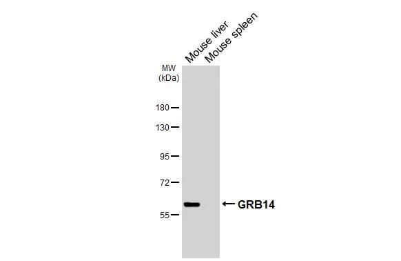 GRB14 Antibody in Western Blot (WB)