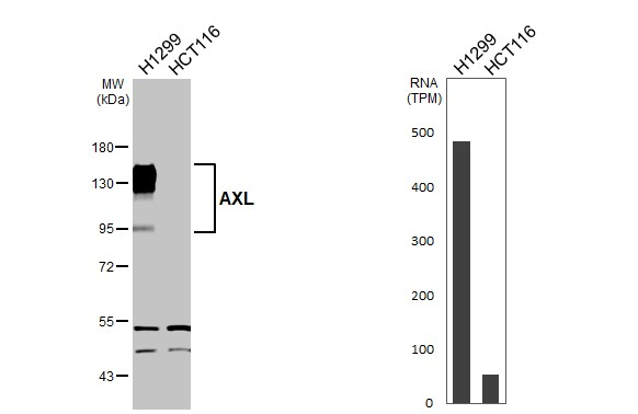 AXL Antibody in Western Blot (WB)