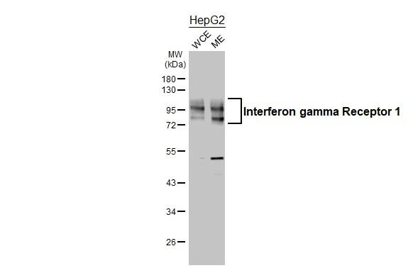 IFNGR1 Antibody in Western Blot (WB)