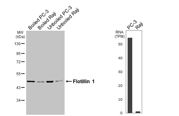 Flotillin 1 Antibody in Western Blot (WB)