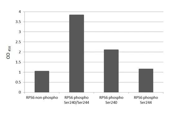 Phospho-S6 (Ser240, Ser244) Antibody in ELISA (ELISA)