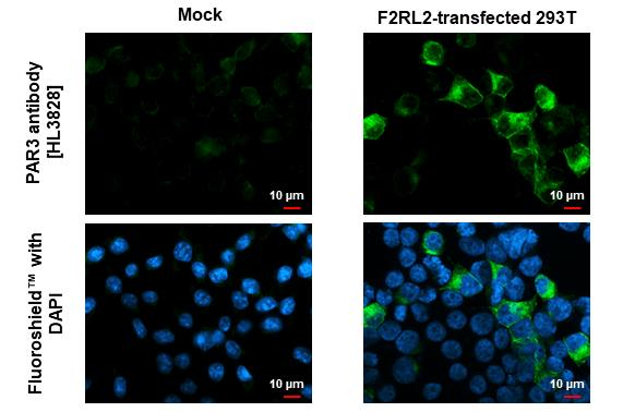 PAR3 Antibody in Immunocytochemistry (ICC/IF)