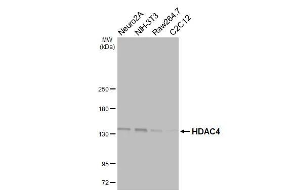 HDAC4 Antibody in Western Blot (WB)