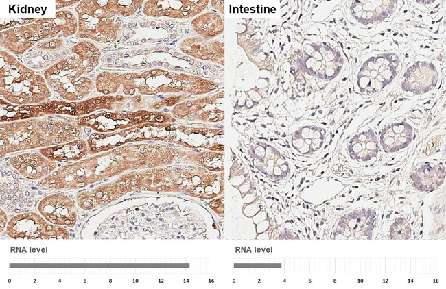 PATJ Antibody in Immunohistochemistry (Paraffin) (IHC (P))
