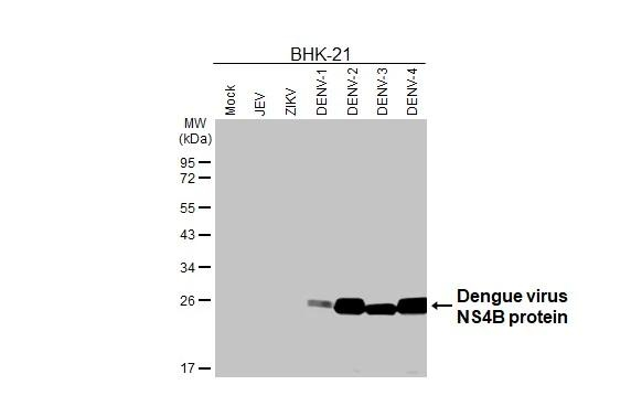 Dengue Virus Type 2 NS4B Antibody in Western Blot (WB)