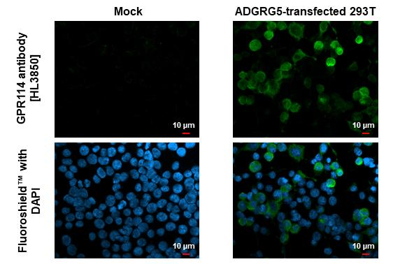 GPR114 Antibody in Immunocytochemistry (ICC/IF)