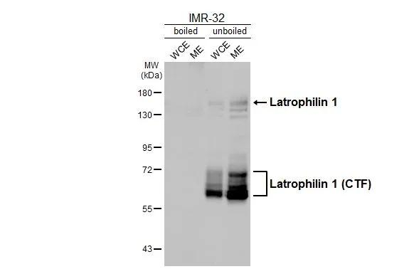 LPHN1 Antibody in Western Blot (WB)