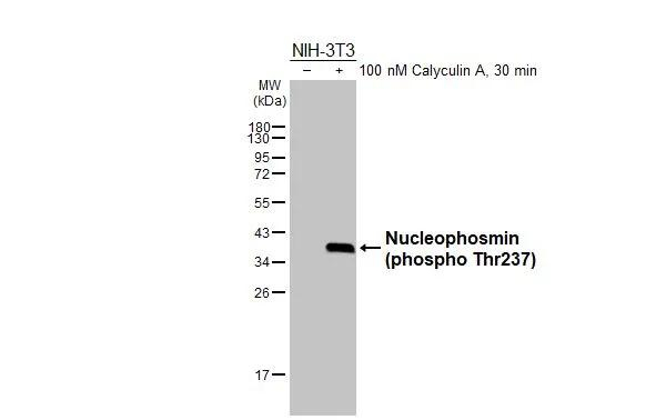 Phospho-NPM1 (Thr237) Antibody in Western Blot (WB)