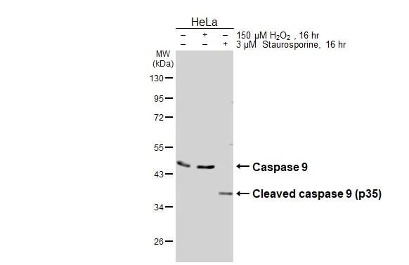 Caspase 9 Antibody in Western Blot (WB)