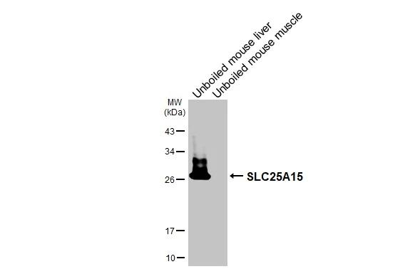 ORNT1 Antibody in Western Blot (WB)