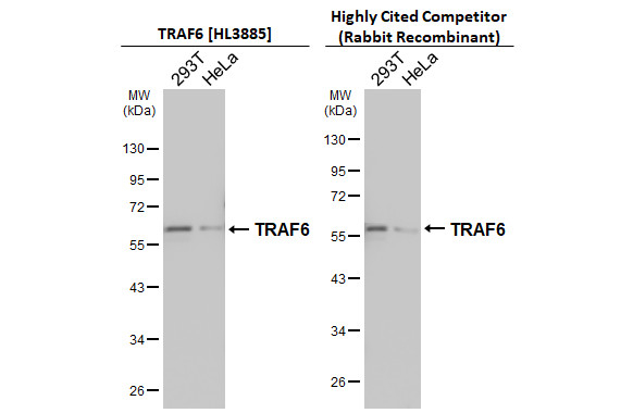 TRAF6 Antibody in Western Blot (WB)