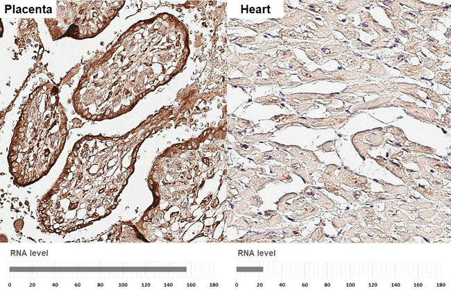 Fibulin 3 Antibody in Immunohistochemistry (Paraffin) (IHC (P))