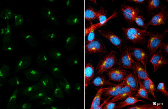 Golgin-97 Antibody in Immunocytochemistry (ICC/IF)
