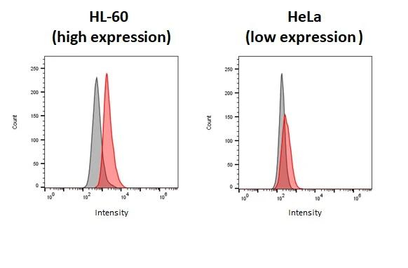 P2Y2 Antibody in Flow Cytometry (Flow)