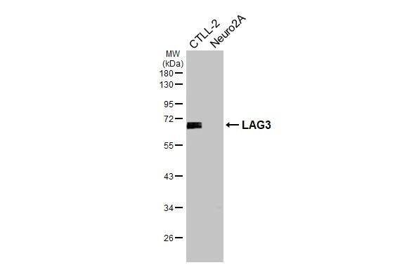 CD223 Antibody in Western Blot (WB)