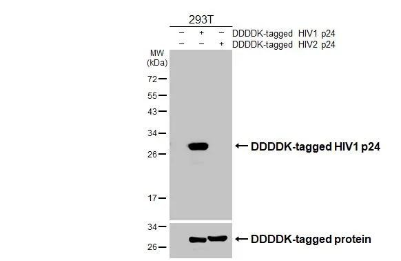 HIV1 p24 Antibody in Western Blot (WB)