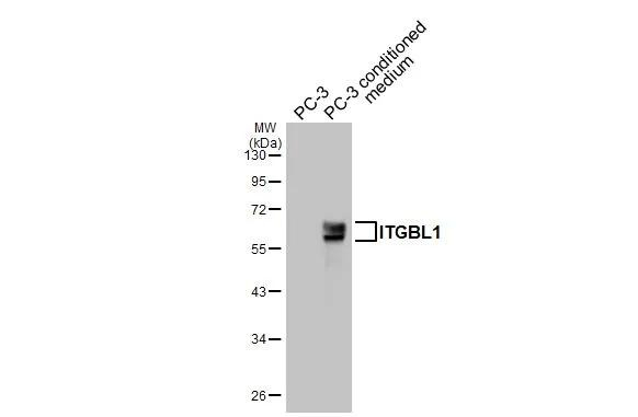 ITGBL1 Antibody in Western Blot (WB)