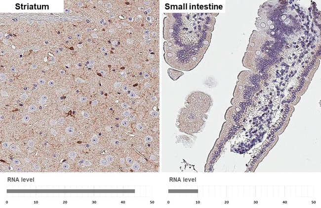 PRDX6 Antibody in Immunohistochemistry (Paraffin) (IHC (P))