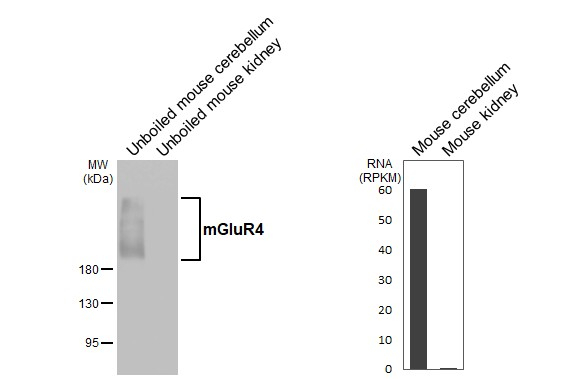 mGluR4 Antibody in Western Blot (WB)