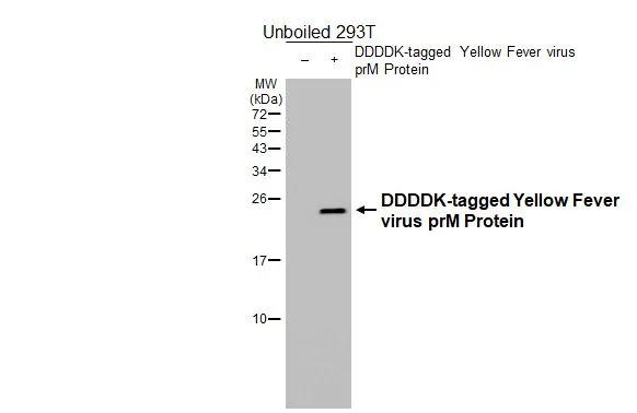 Yellow Fever Virus prM Antibody in Western Blot (WB)