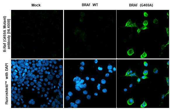 B-Raf (G469A Mutant) Antibody in Immunocytochemistry (ICC/IF)