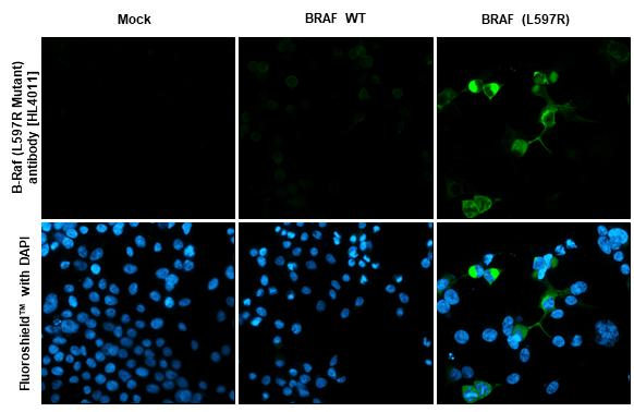 B-Raf (L597R Mutant) Antibody in Immunocytochemistry (ICC/IF)