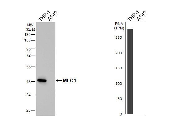 MLC1 Antibody in Western Blot (WB)