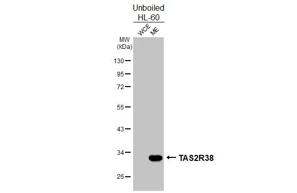 TAS2R38 Antibody in Western Blot (WB)