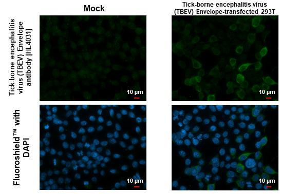 Tick-Borne Encephalitis Virus Envelope Antibody in Immunocytochemistry (ICC/IF)