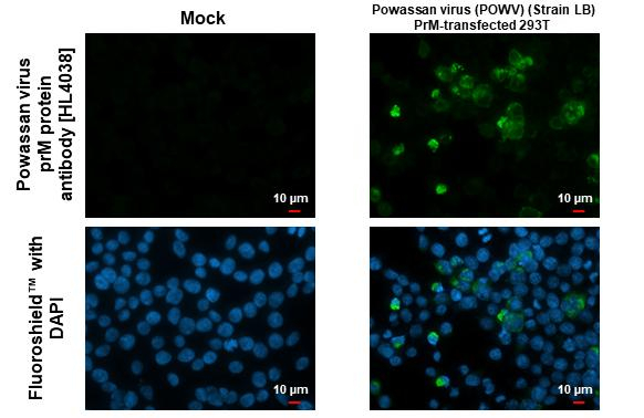 Powassan Virus prM Protein Antibody in Immunocytochemistry (ICC/IF)