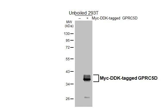 GPRC5D Antibody in Western Blot (WB)