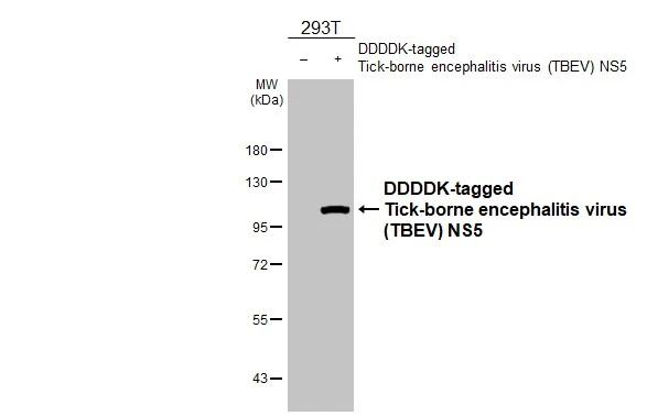 Tick-Borne Encephalitis Virus NS5 Antibody in Western Blot (WB)