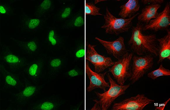 MCM7 Antibody in Immunocytochemistry (ICC/IF)