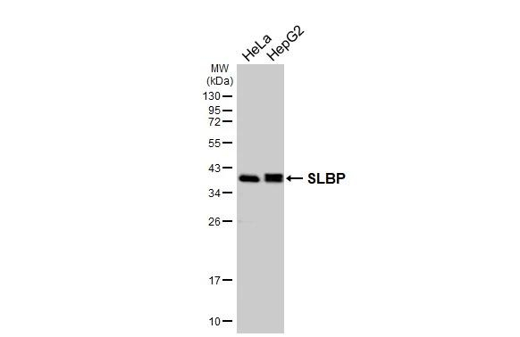 SLBP Antibody in Western Blot (WB)