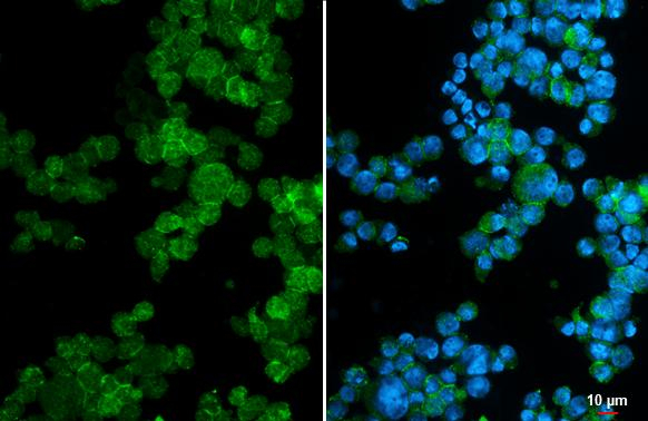 CD169 Antibody in Immunocytochemistry (ICC/IF)