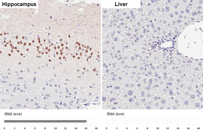 NeuroD6 Antibody in Immunohistochemistry (Paraffin) (IHC (P))
