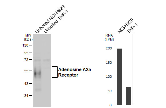 ADORA2A Antibody in Western Blot (WB)
