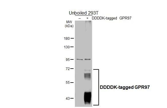 GPR97 Antibody in Western Blot (WB)