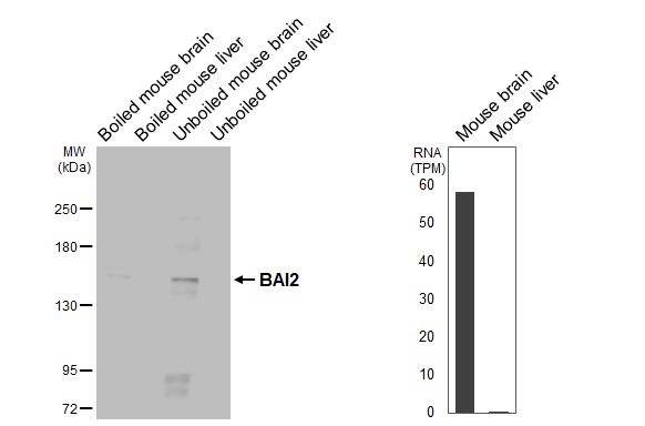 BAI2 Antibody in Western Blot (WB)