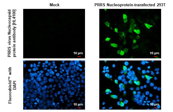 PRRS Virus Nucleocapsid Protein Antibody in Immunocytochemistry (ICC/IF)