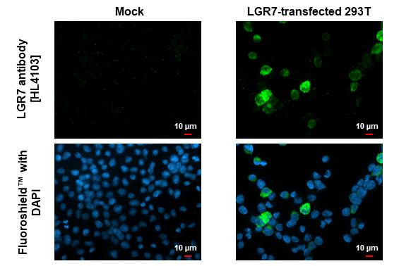 LGR7 Antibody in Immunocytochemistry (ICC/IF)