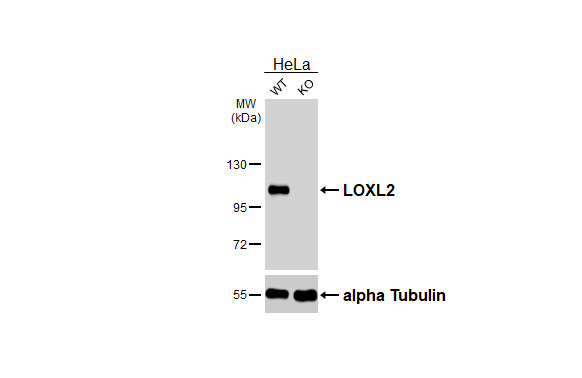 LOXL2 Antibody in Western Blot (WB)