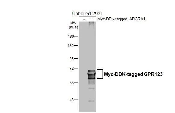 GPR123 Antibody in Western Blot (WB)