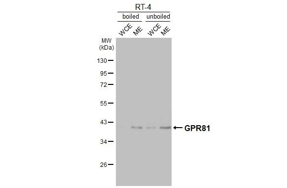 GPR81 Antibody in Western Blot (WB)